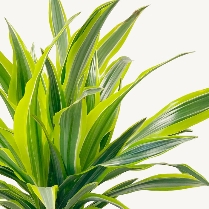 Plantenwinkel Dracaena lemon lime sina hydrocultuur plant