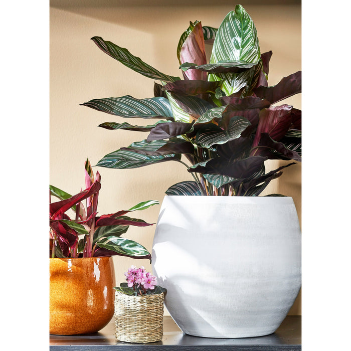 108c73fb-9662-4996-b58f-6b93bd54627a-afbeelding3.jpg (6288313)