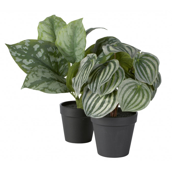 Fleurdirect Peperomia kunstplant