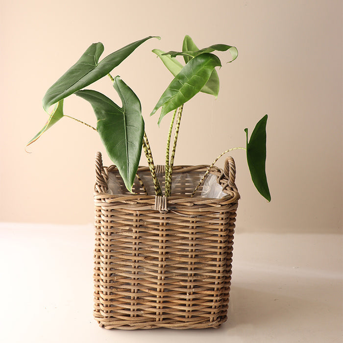 4ca7847d-8125-4bcb-97f0-8aefca079faa-afbeelding10.jpg (6490944)