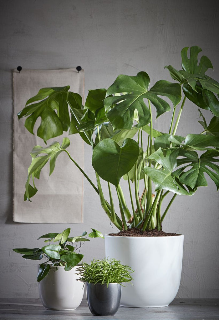 3c742e91-84d4-4034-b37a-fb8af46957ef-afbeelding5.jpg (6652078)