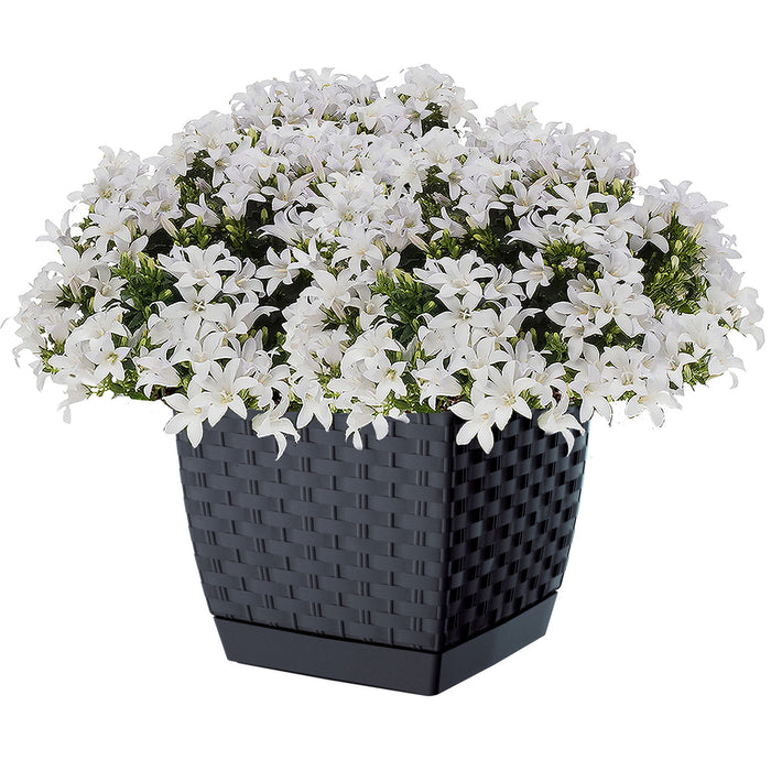 Prosperplast Plantenpot - rotan kunststof - 25 x 22cm - antraciet