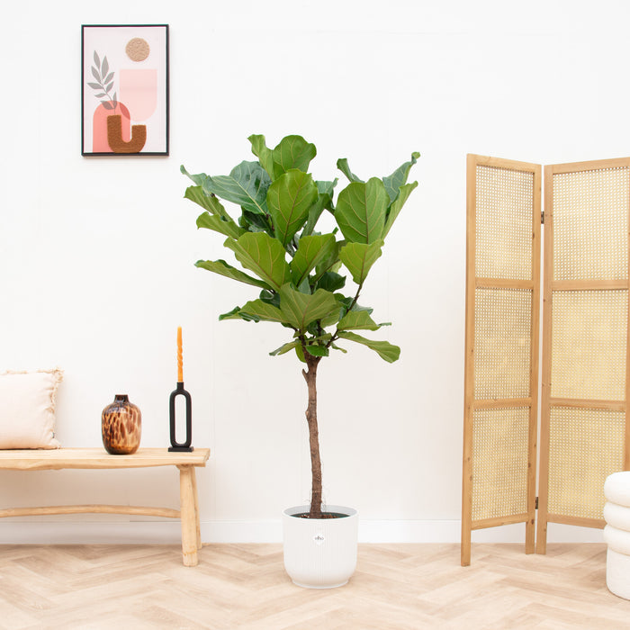 Ficus Lyrata stam + elho Vibes Fold Round wit Ø30 - 160cm