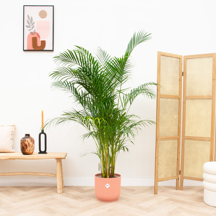 Dypsis Lutescens (Areca palm) + elho Vibes Fold Round roze Ø30 - 160cm