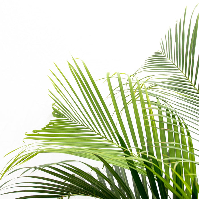 Dypsis Lutescens (Areca palm) + elho Vibes Fold Round roze Ø30 - 160cm