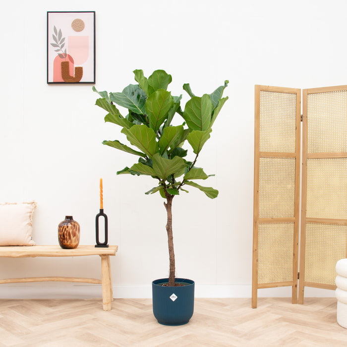 Ficus Lyrata stam + elho Vibes Fold Round blauw Ø30 - 160cm