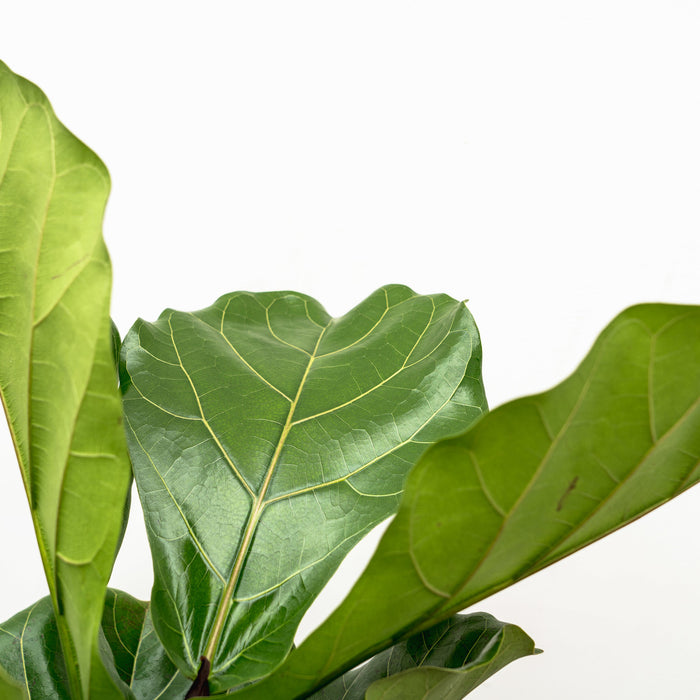 Ficus Lyrata stam + elho Vibes Fold Round blauw Ø30 - 160cm