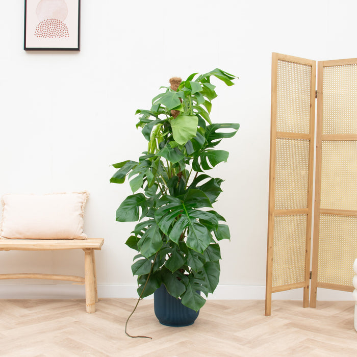 Monstera Pertusum XL + elho Vibes Fold Round blauw Ø30 - 150cm
