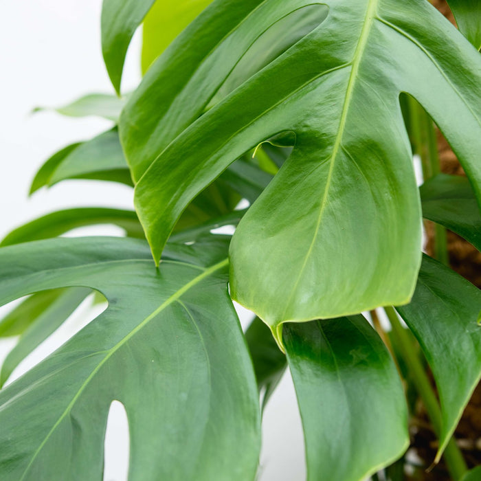 Monstera Pertusum XL + elho Vibes Fold Round blauw Ø30 - 150cm