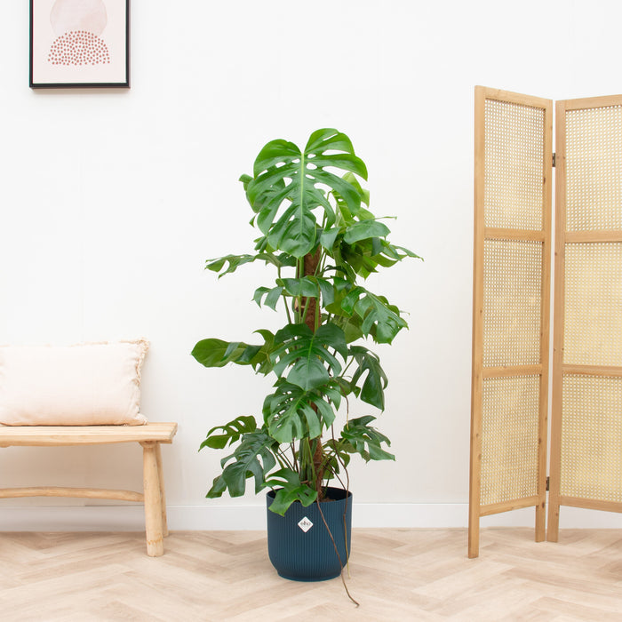 Monstera Pertusum XL + elho Vibes Fold Round blauw Ø30 - 120cm