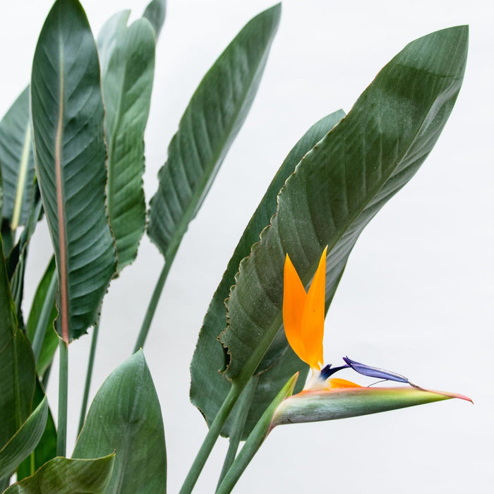 Green Bubble - Strelitzia Reginae + elho Pure Coupe zwart Ø41 - 190 cm