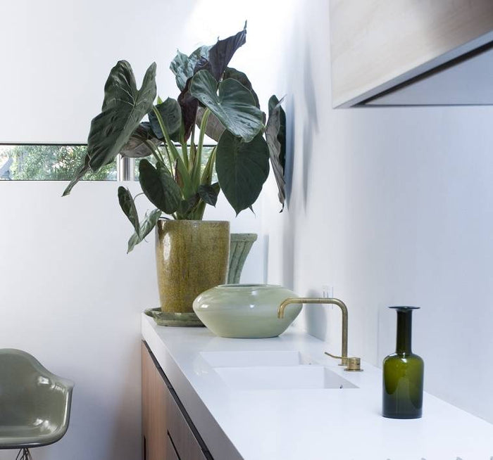 Fleurdirect Alocasia Wentii M