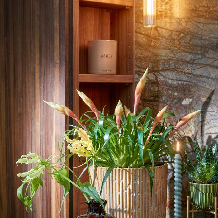 b0ce109b-b518-4dec-a5c5-eccd33329ea1-afbeelding4.jpg (7298540)