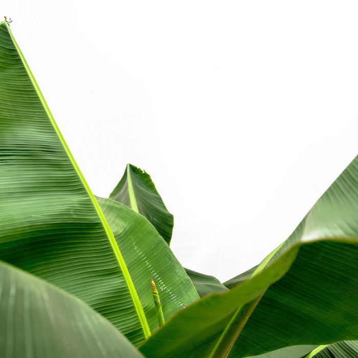 Bananenplant (Musa) + elho Jazz round wit Ø23 - 120 cm