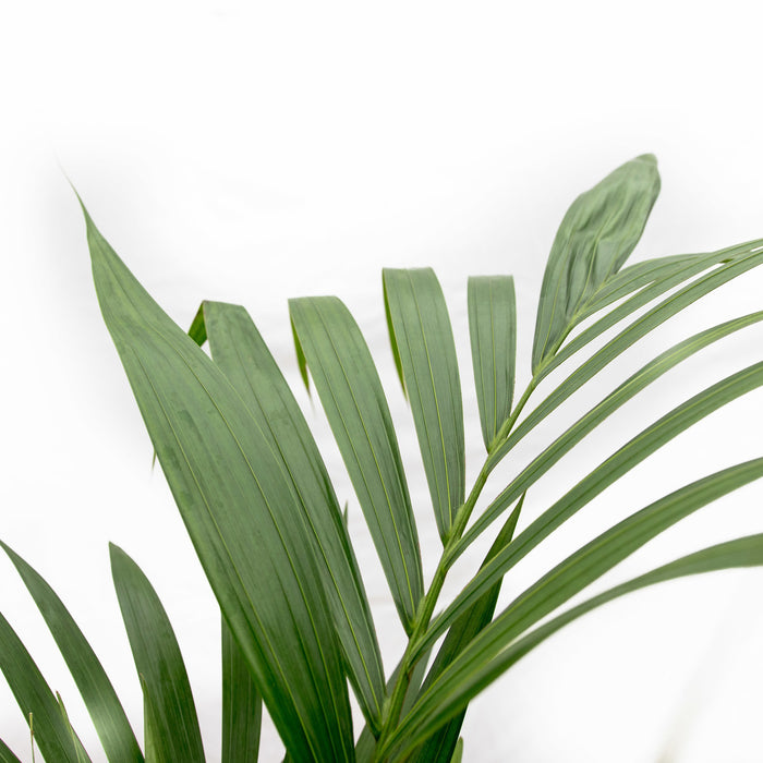 Kentia palm + elho Jazz Round amber yellow Ø26 - 160 cm