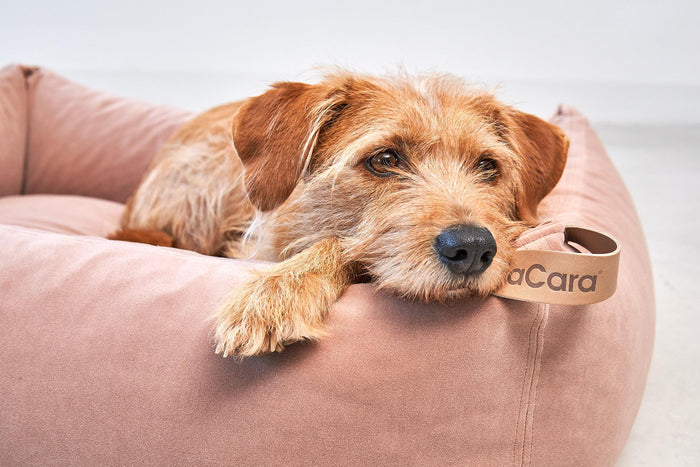 d1ea6f17-53ce-400f-9358-6e1c2bb24650-afbeelding10.jpg (7485153)