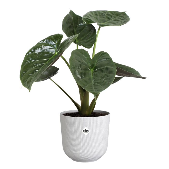 321616-x03-202310181322-C.png (7506010)