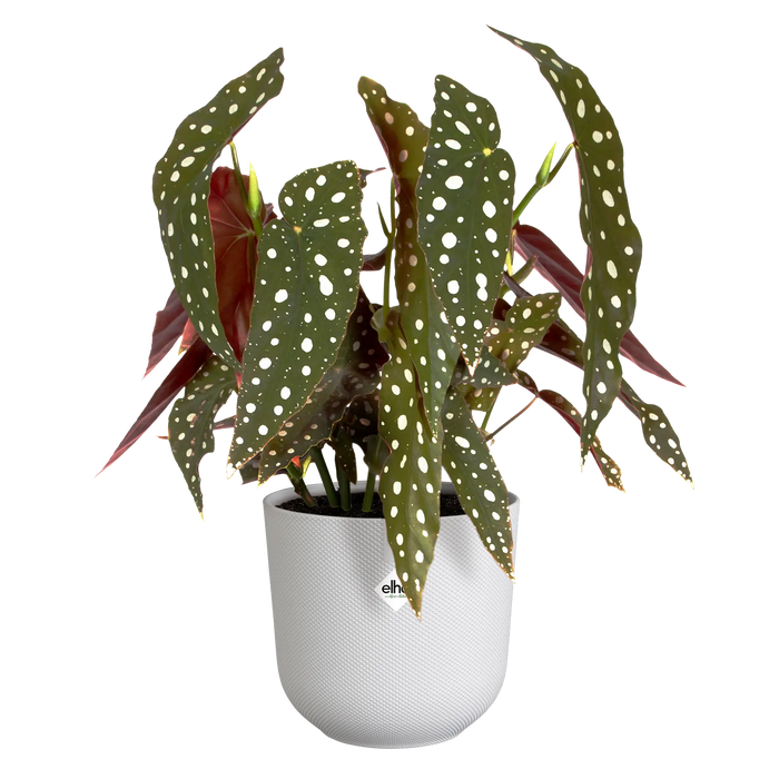 321618-x03-202310181322-C.png (7506030)