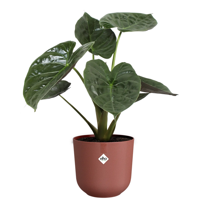 321619-x03-202310181322-C.png (7506040)