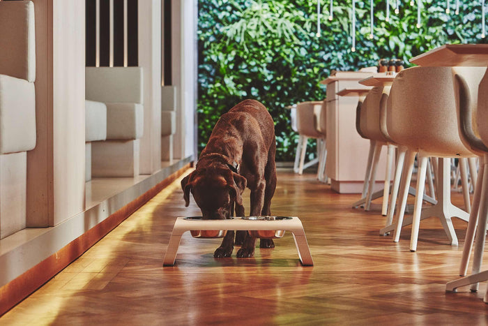 MiaCara Desco hondenvoerbak medium essen grijs