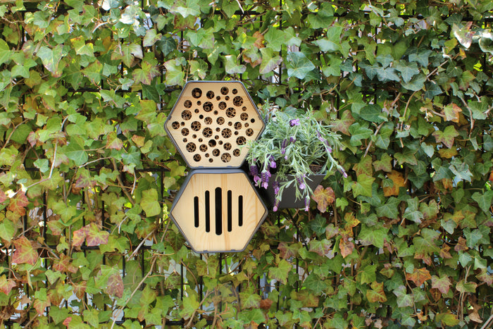 Capi Europe Vlinderhuis Hive Antraciet