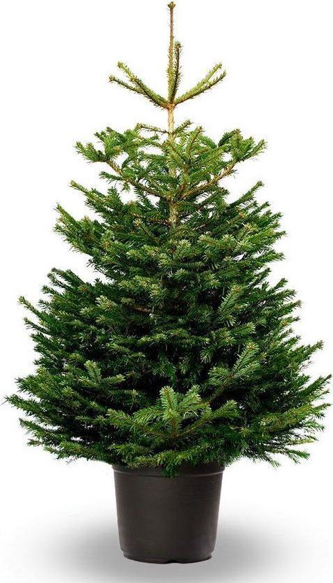 FURNILUX - KERSTBOOM - NOORDMAN 175-200CM IN POT