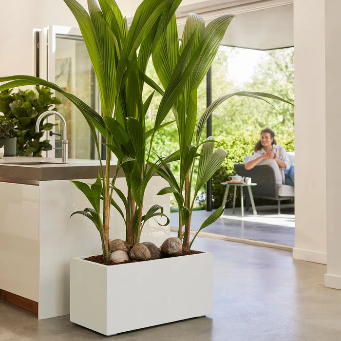 elho Vivo Next Plantenbak B 80 cm - Wit