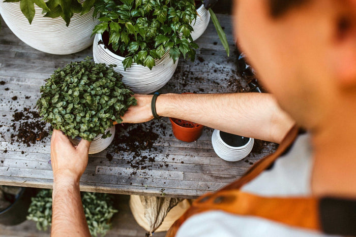 2cf8ad0a-203d-40d1-bfe9-23cf8305cf81-afbeelding3.jpg (7804773)