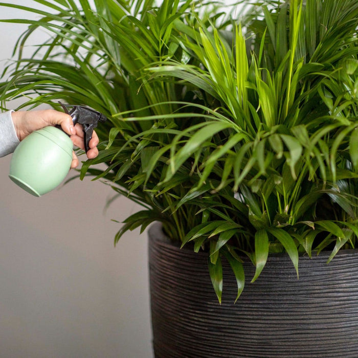 Xala - Plantenspuit Chai 0,5L - Oud groen