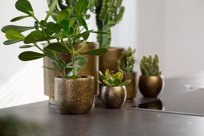 3e23007c-e4d6-4012-8bfb-4de7db26723e-afbeelding4.jpg (7818947)