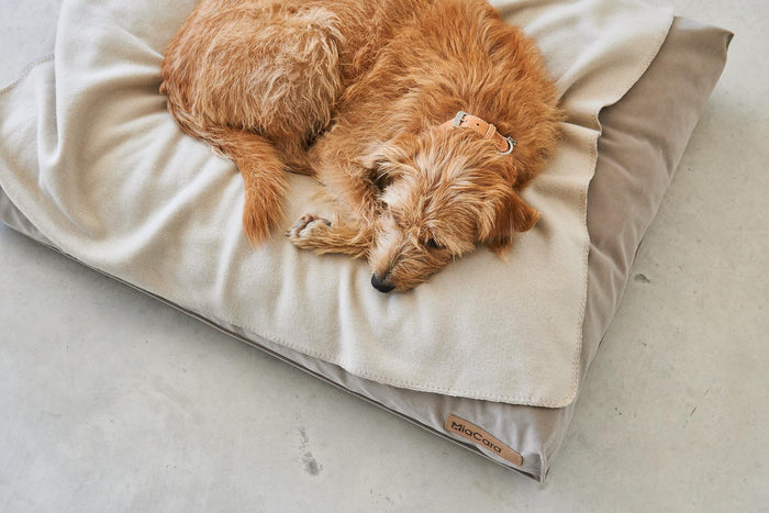 572ded25-1b10-409f-ae46-a8749c866232-sfeerbeeld.jpg (7837346)