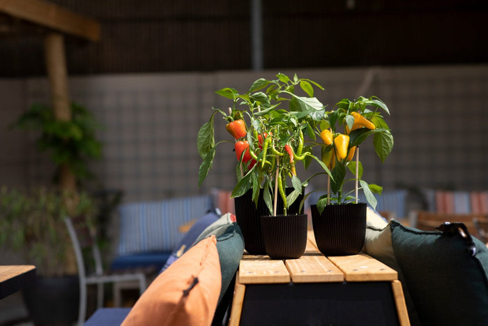 23219f4d-360a-4eba-8c01-f3b849dbffb0-afbeelding3.jpg (7904728)