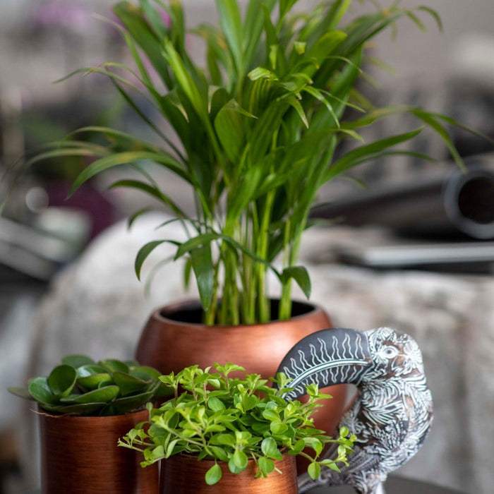 1eb51b45-e0a6-4de3-80b2-8f29fe81a5cd-afbeelding5.jpg (7904853)