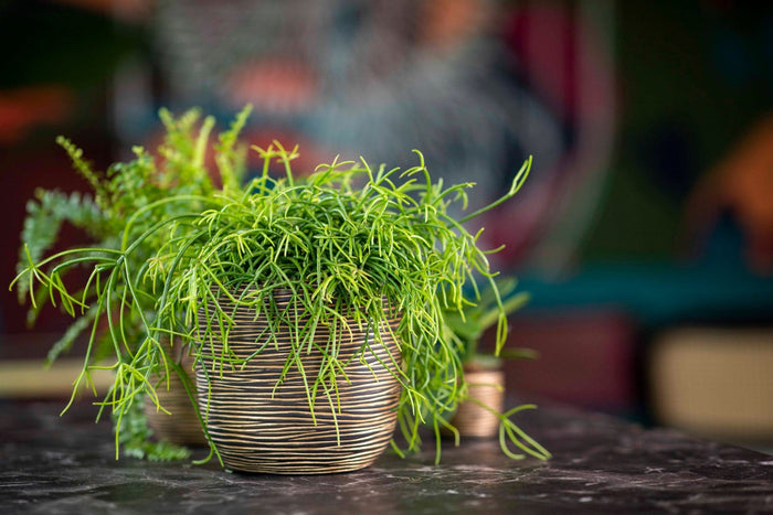 70ba19d7-38ae-49e1-b2a7-8588363173aa-afbeelding4.jpg (7904883)