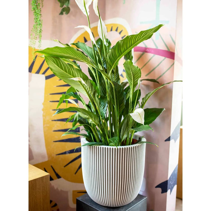 1739600c-6be7-4f7b-8429-d91df8e73da2-afbeelding11.jpg (7960720)