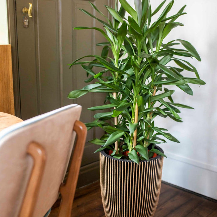 Capi Europe - Vaas elegant laag Groove NL - 34x46 - Antraciet