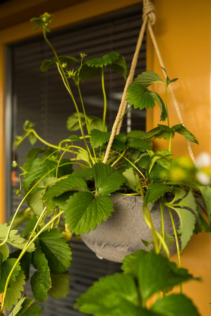 Artstone Hanger Fiona - 25x12 - Oak