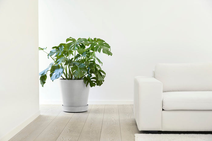 1bfd9317-3b05-4e2e-a55d-eef7b905f53d-afbeelding6.jpg (8095046)