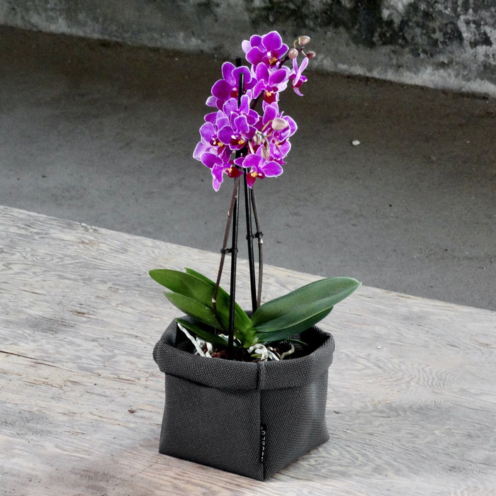 b26a7889-f74f-40cb-a22b-08666c34ee6d-afbeelding3.jpg (8288006)