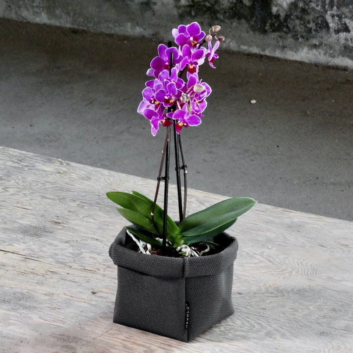 c0170936-0a07-455c-af99-7eafe4e18407-afbeelding8.jpg (8337074)