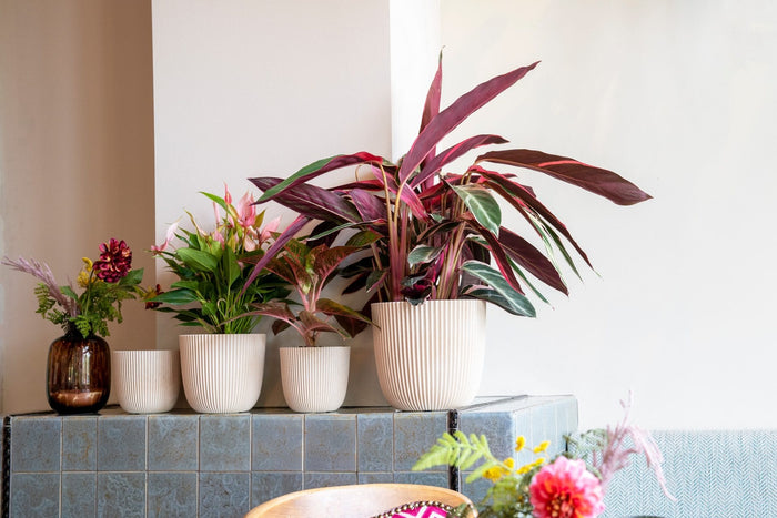 4ef3025b-2d75-4915-b7fe-875070f273c8-afbeelding5.jpg (9158529)