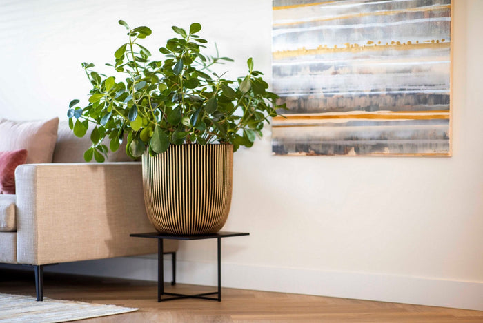 Capi Europe - Pot bol Groove NL - 54x52 - Goud