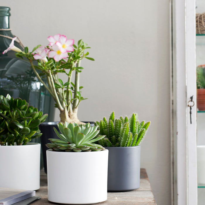 66908f9c-9ec1-41da-82b8-1ed7e11787af-sfeerbeeld.jpg (9187689)