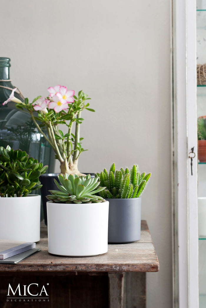 66908f9c-9ec1-41da-82b8-1ed7e11787af-sfeerbeeld.jpg (9187689)