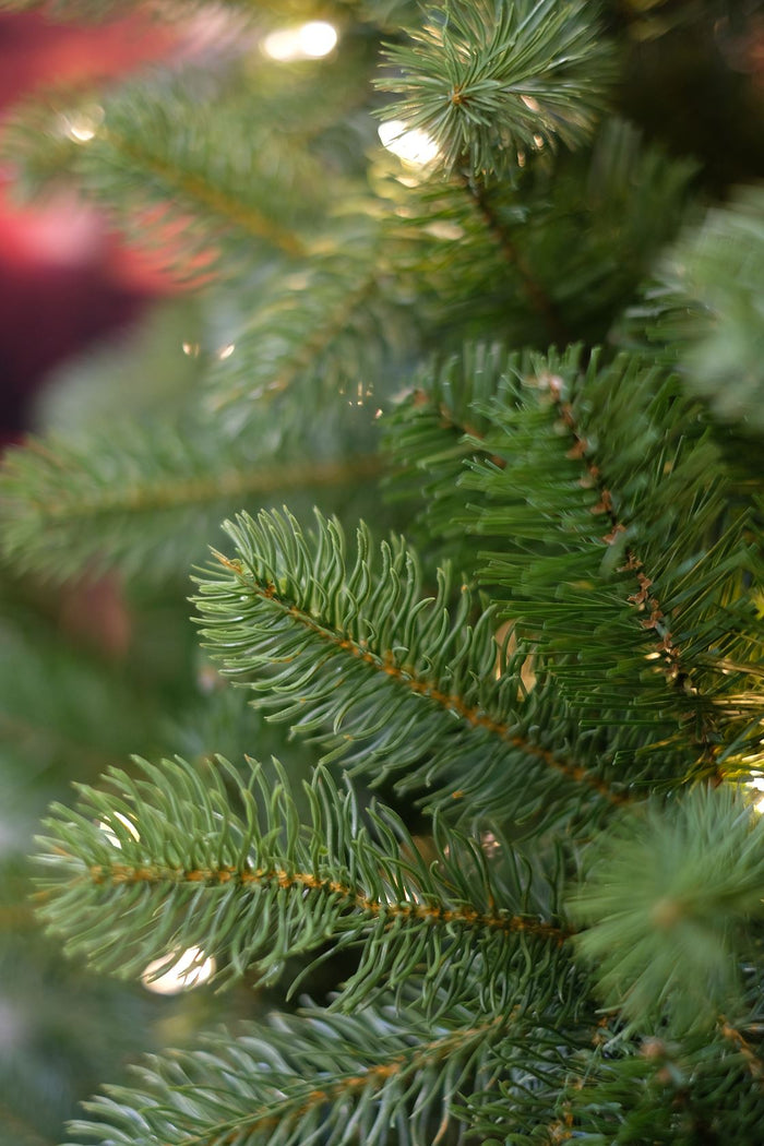 Bayberry kunstkerstboom - 274 cm - groen - Ø 180 cm - 3.185 tips