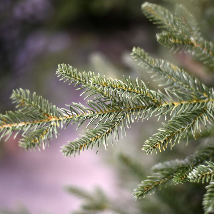 Arkansas Deluxe kunstkerstboom - 213 cm - Donkergroen - Ø142 cm - 6230