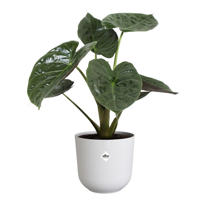 327569-x03-202412260522-C.jpg (9746880)