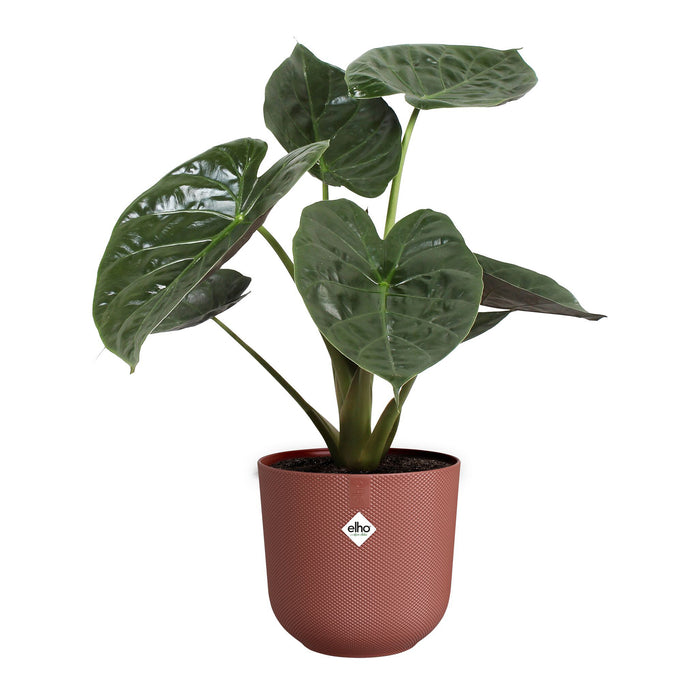 327575-x03-202412260522-C.jpg (9746906)