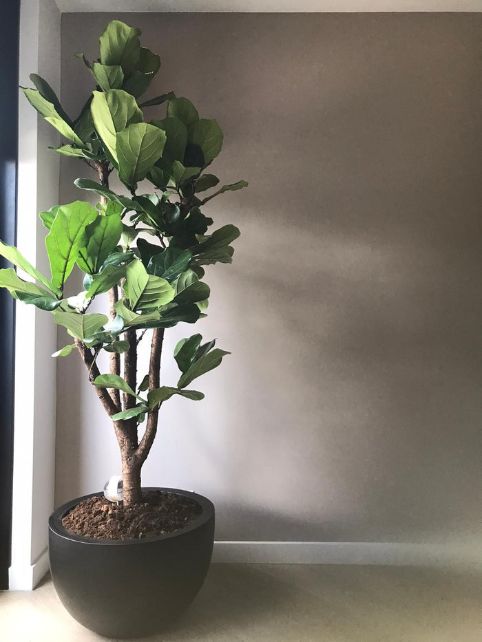 Vase The World Louisiana black Ø45 x H28 cm