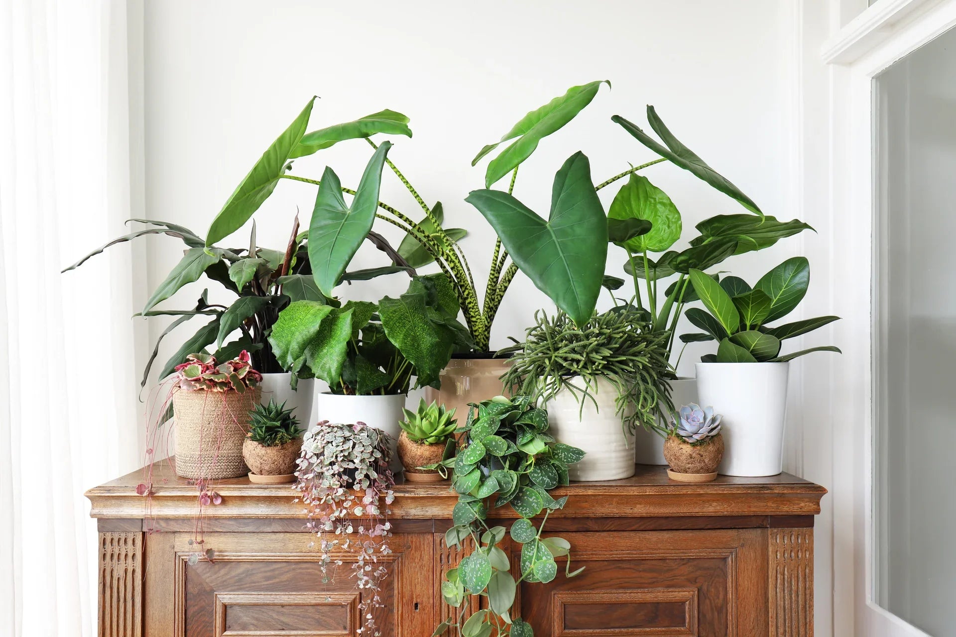 De 7 populairste kamerplanten van dit moment